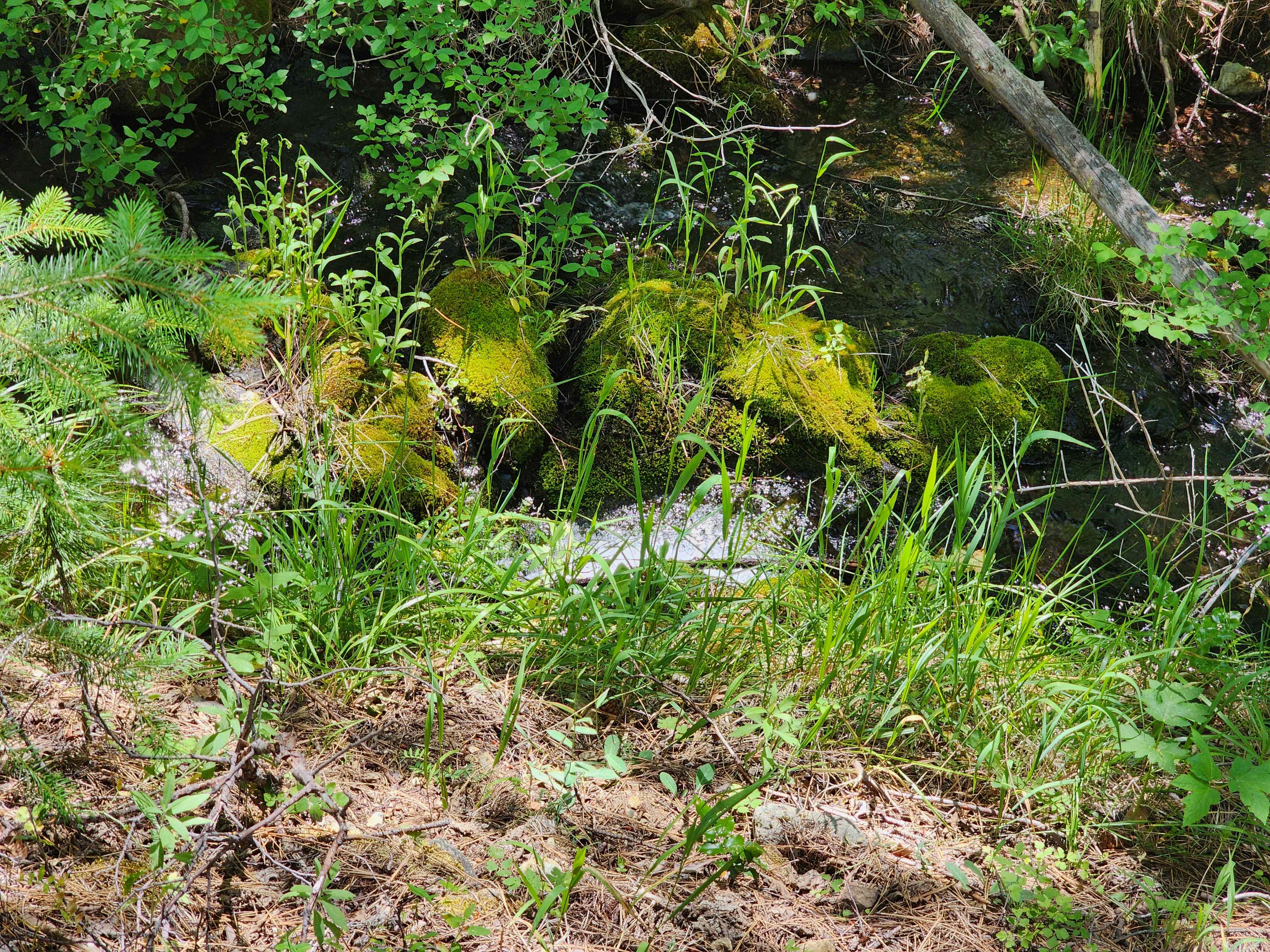 Kangaroo Creek — Placer gold mining claim for sale in Siskiyou, CA thumbnail 9