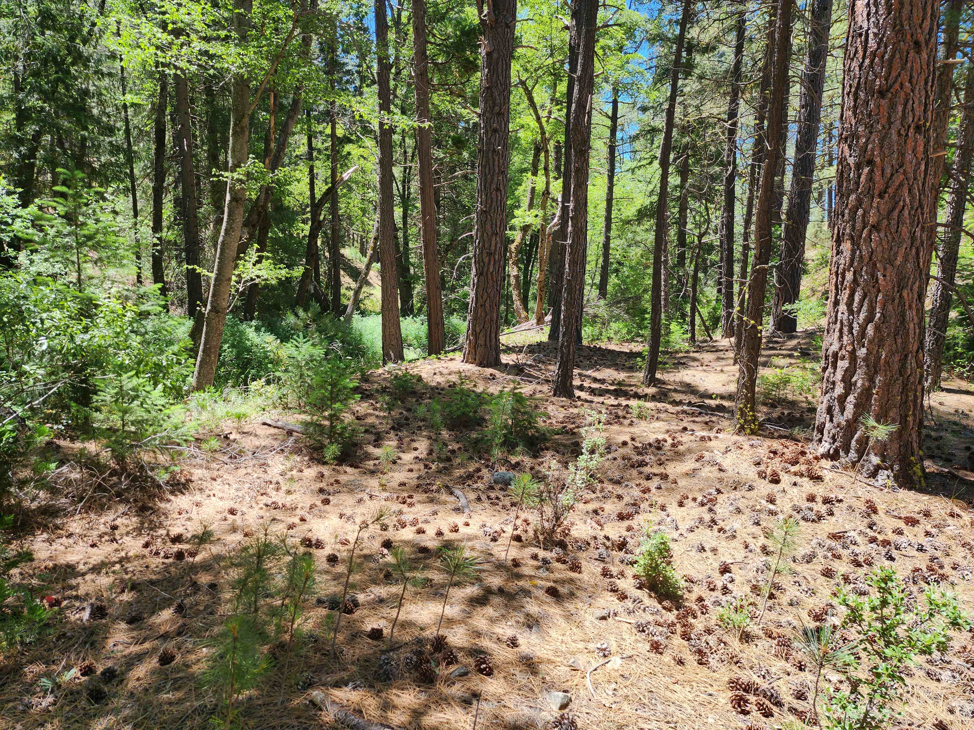 Kangaroo Creek — Placer gold mining claim for sale in Siskiyou, CA thumbnail 12