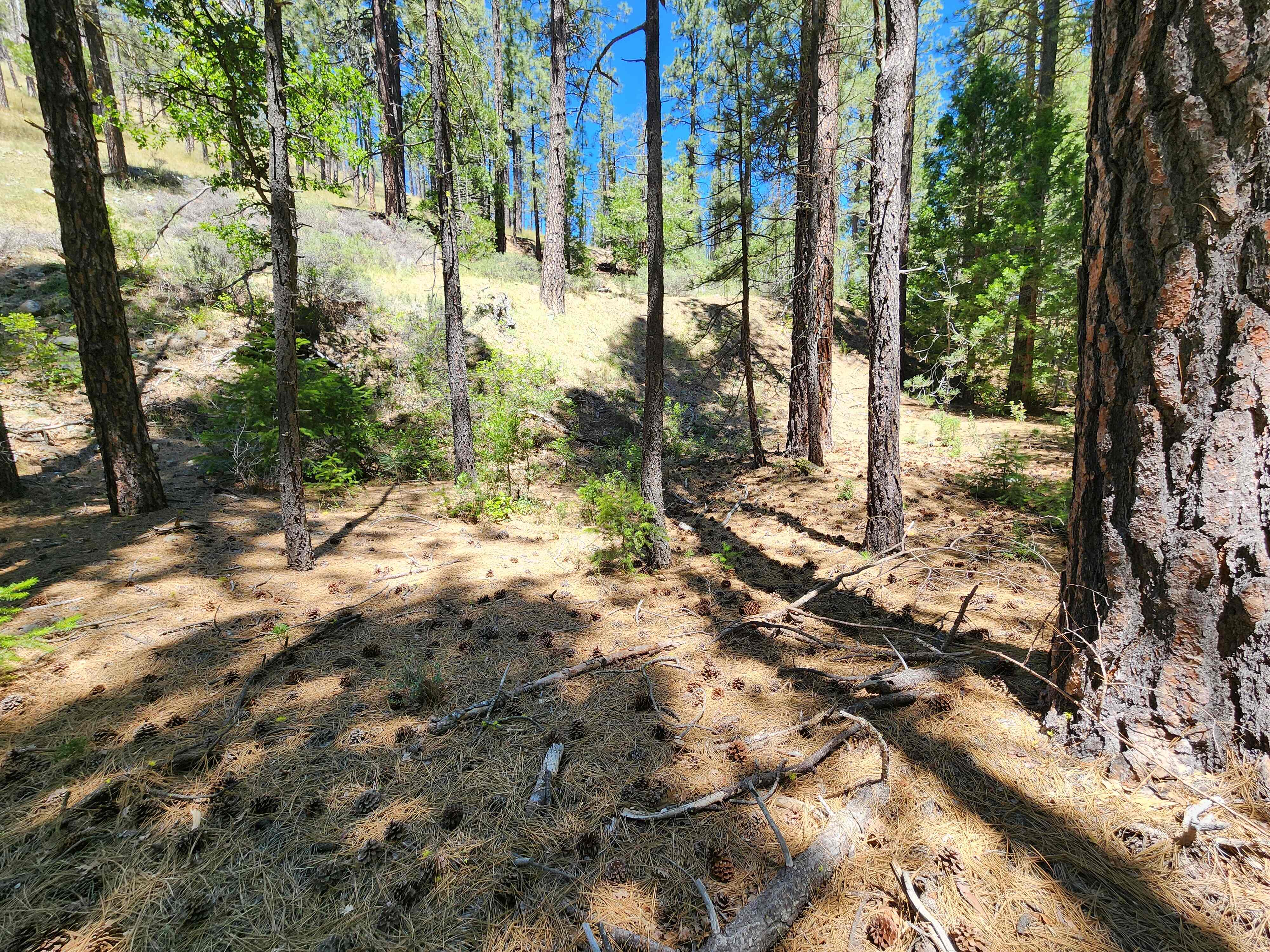 Kangaroo Creek — Placer gold mining claim for sale in Siskiyou, CA thumbnail 14
