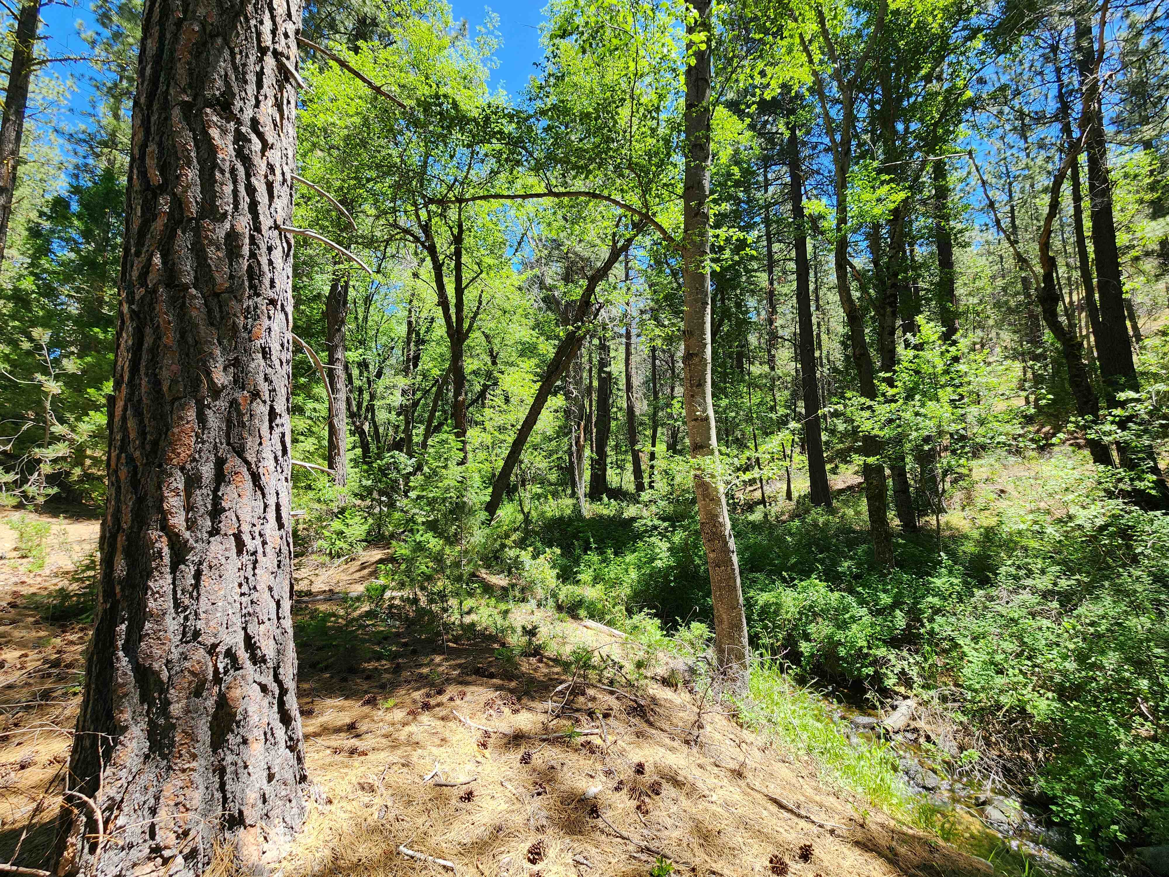 Kangaroo Creek — Placer gold mining claim for sale in Siskiyou, CA thumbnail 15